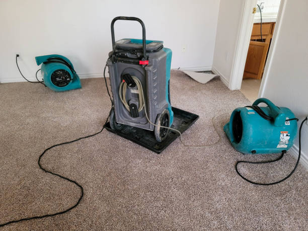Best Local water damage restoration  in Pine Level, AL