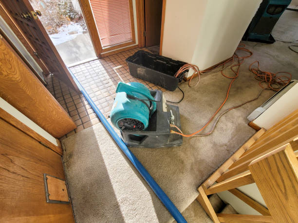 Best Water damage restoration process  in Pine Level, AL